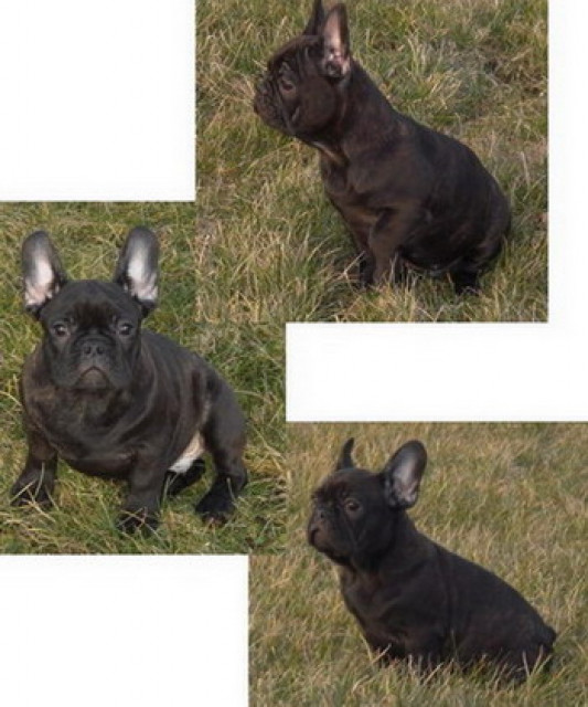 Französische-bulldoggen-welpen - Tiere - ulrichstein