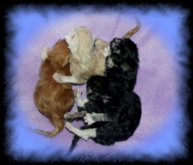 Maine Coons suchen - Tiere - recklinghausen