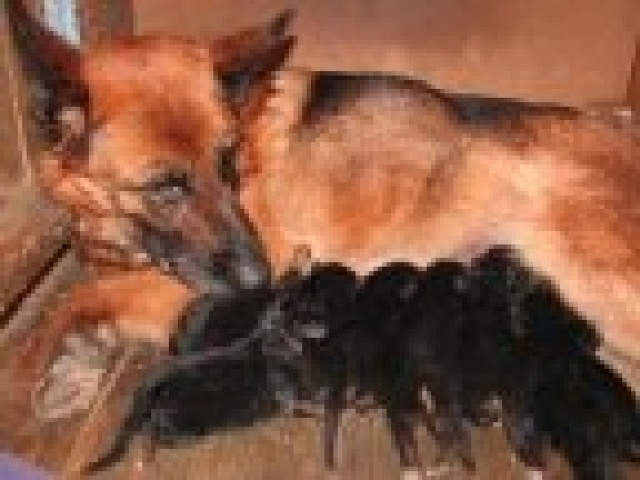 Schäferhundwelpen mit Papieren - Tiere - Monstab