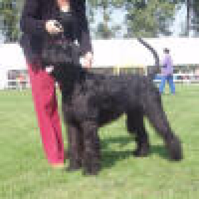 Riesenschnauzer-Welpen-Hündin - Tiere - Ostrava