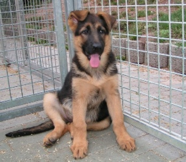 Schäferhundwelpen, weiblich - Tiere - Messel