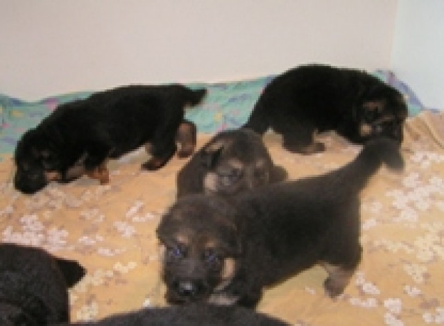 Schäferhundwelpen - Tiere - Groß-Gerau