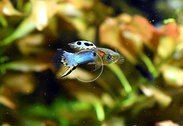 Japan Blue, Endler, RARITÄT, reinerbig (Versand/ Abholung) - Tiere - Mechernich