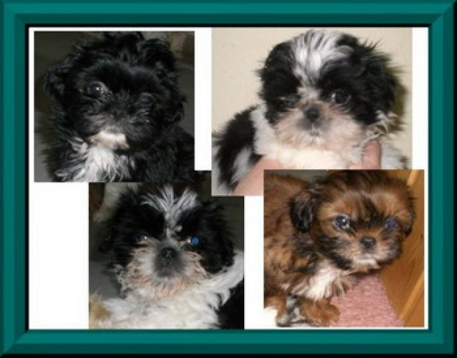 SHIH TZU WUFFIS - Tiere - 