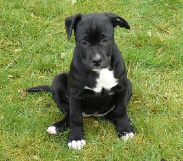 Verkaufe Am. Stafford Terrier - Tiere - Westoverledingen