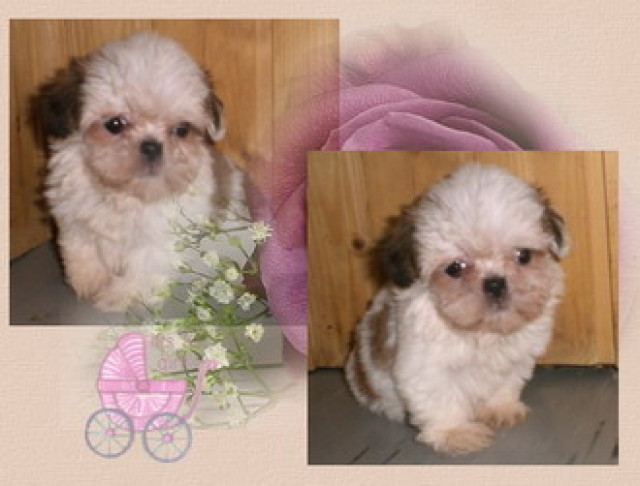 Shih tzu welpen - Tiere - 