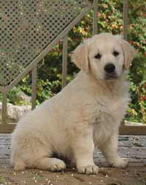 *Golden Retriever Welpen* - Tiere - Altertheim