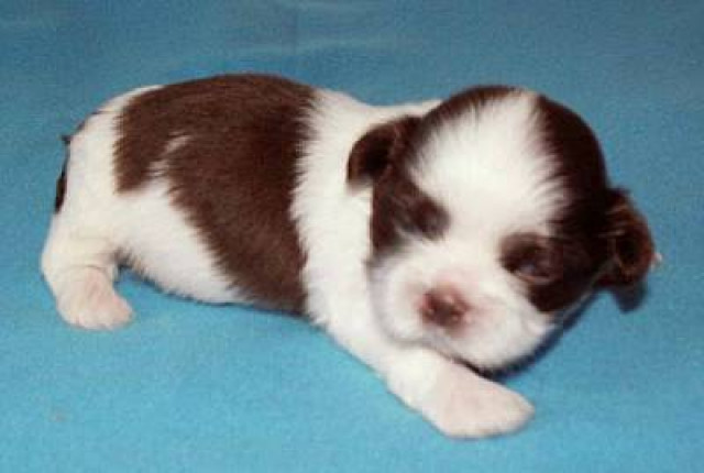 Süße Shih Tzu Welpen - Tiere - Wagenfeld