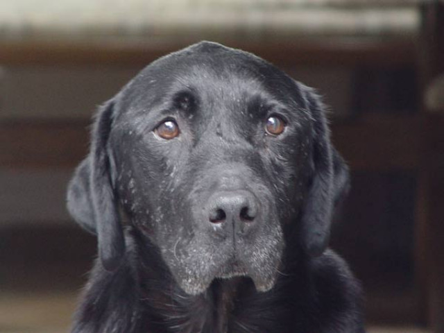 Pflegestellen gesucht! - Tiere - 