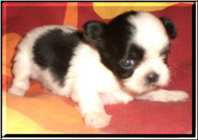Shih tzu welpen püppchen - Tiere - zzz