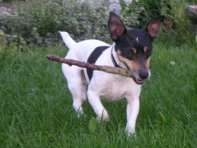 Hundebetreuung-Ausbildung - Tiere - Schwandorf