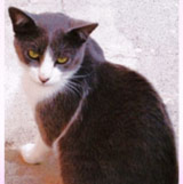 Katzen zu vermitteln - Tiere - München