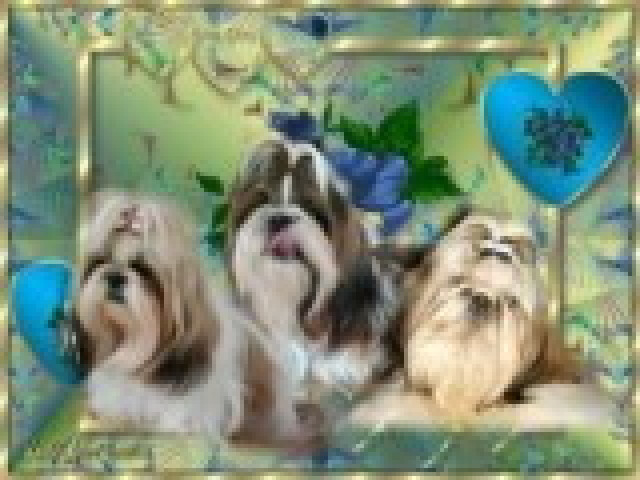 Shih Tzu welpen in ver. Farben - Tiere - Spelle
