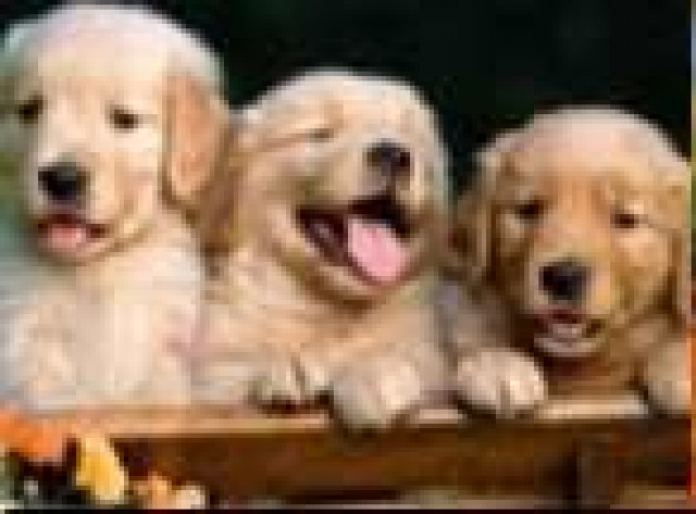 Labrador-Retriever Welpen - Tiere - Marbach