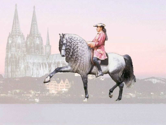 Barockreiten in Köln - Tiere - Köln