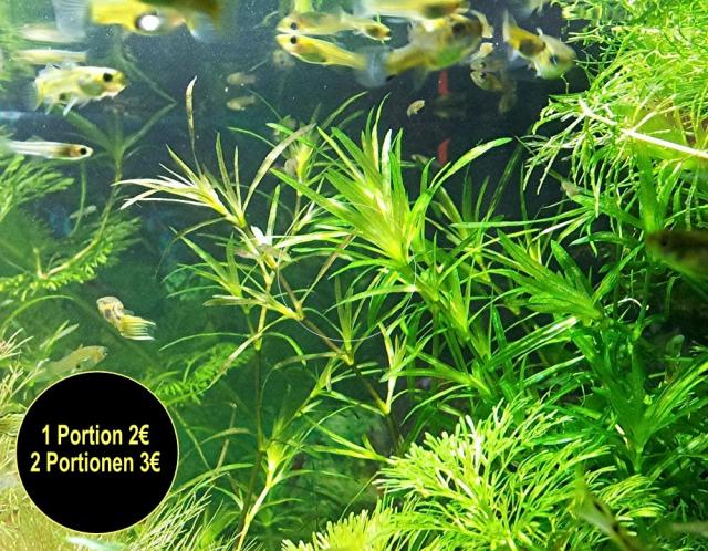 Guadeloupe Nixkraut, Wasserpflanzen (Versand/ Abholung) - Tiere - Mechernich