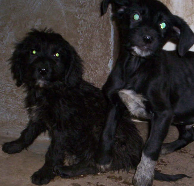 Labrador-Mischlings-Welpen - Tiere - Bischofswerda