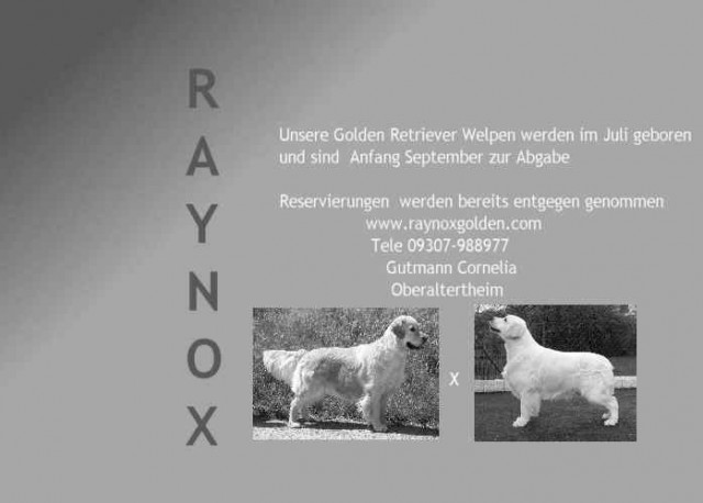 GOLDEN RETRIEVER - Tiere - Altertheim