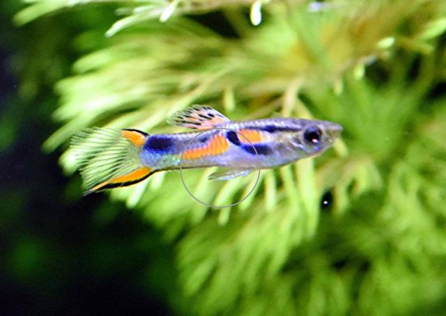 Wildendler, Guppy, reinerbig (Versand/ Abholung) - Tiere - Mechernich