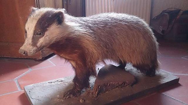 Dekorative präparierte Tiere - Moebel Haushalt - Neuler