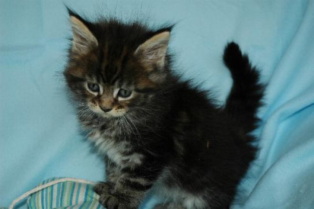 Maine-Coon-Babys - Tiere - Bayreuth-Bamberg