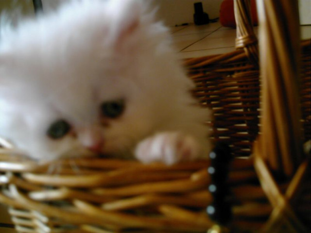Perserbabys - Tiere - Nettetal
