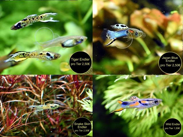 Endler, Guppy, reinerbig, ab 1,50€ (Versand/ Abholung) - Tiere - Mechernich