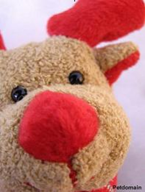 Christmas mit Petdomain.de - Tiere - Bünde