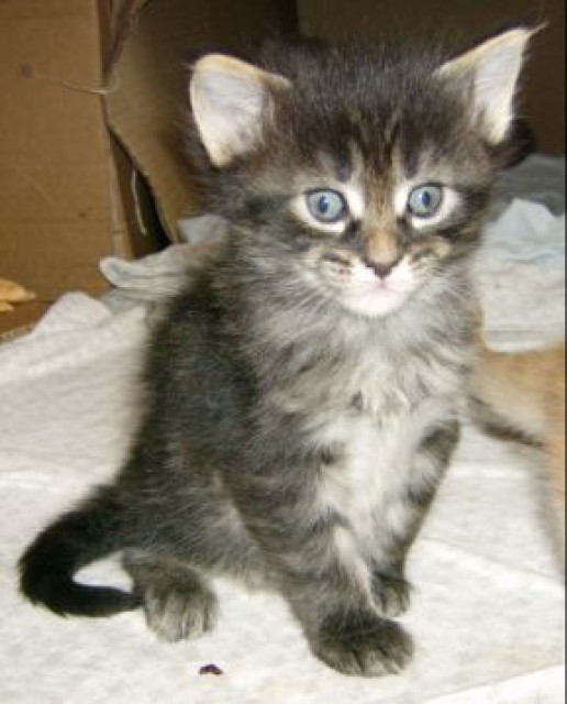 Maine Coon Kitten - Tiere - Maroldsweisach