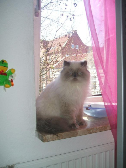 Perser Color Point Deckkater in Stade - Tiere - Stade
