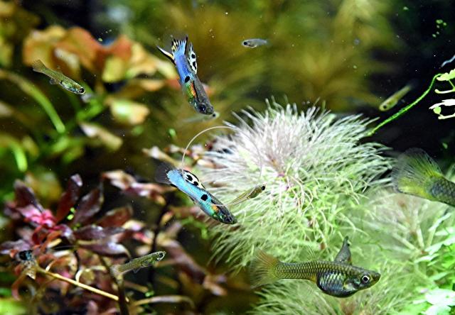 Japan Blue, Endler, RARITÄT, reinerbig (Versand/ Abholung) - Tiere - Mechernich