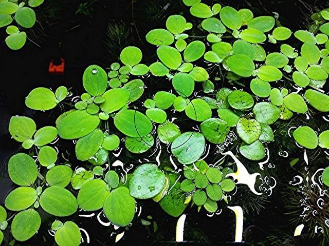 Muschelblume,  Aquarienpflanzen (Versand/ Abholung) - Tiere - Mechernich