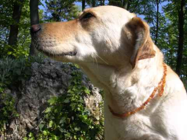 Natürliche Zeckenverhütung!!! - Tiere - Pottenstein