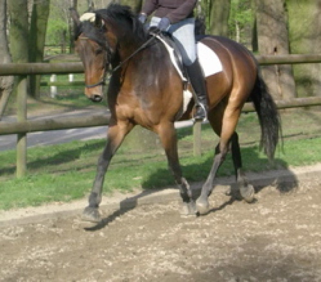 Springpferd - Tiere - Aachen