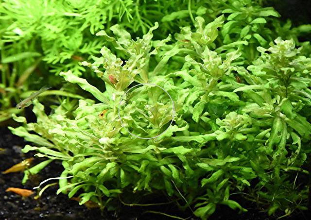 Kleiner Wasserstern, Aquariumpflanzen (Versand/ Abholung) - Tiere - Mechernich