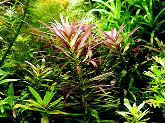 Tannenwedelähnlicher Sumpffreund, RARITÄT, Aquariumpflanzen (Versand/ Abholung) - Tiere - Mechernich