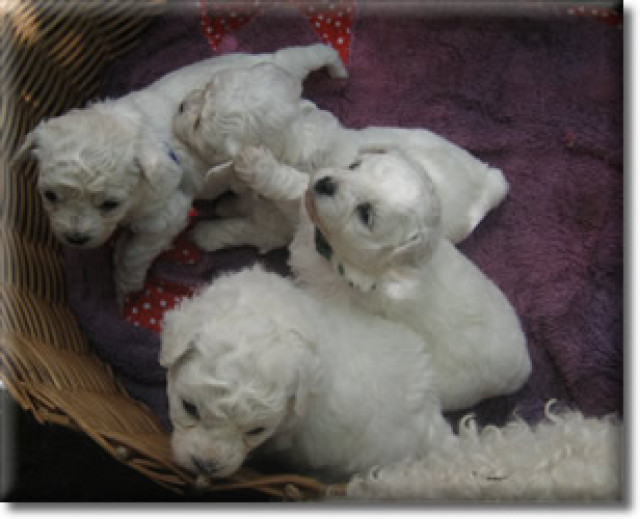 Hurra, unsere Bichon frise Wel - Tiere - Mechernich