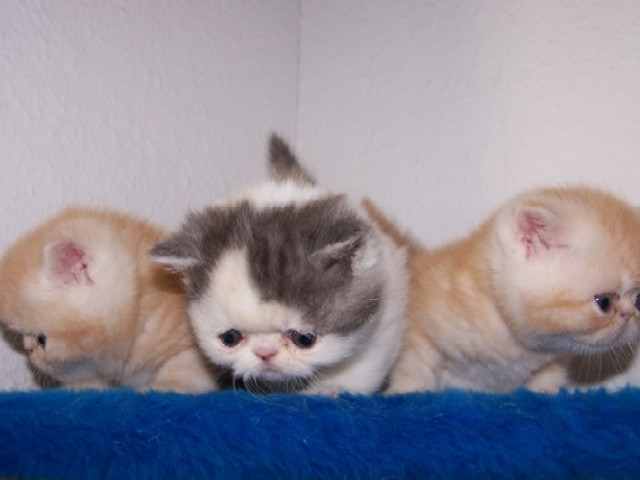 Exotic-Shorthair - Tiere - Annaberg-Buchholz