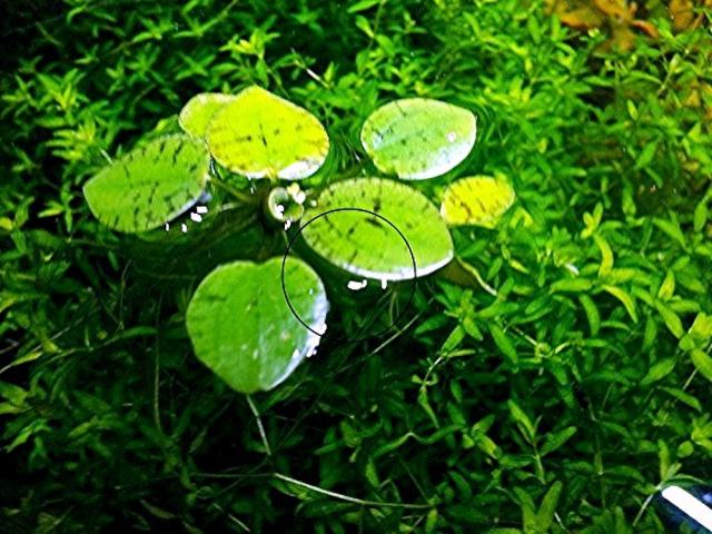 Froschbiss, Aquariumpflanzen (Versand/ Abholung) - Tiere - Mechernich