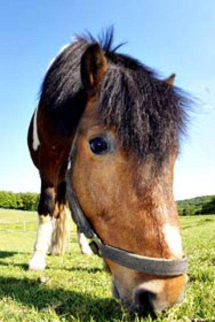 Reiterferien Herbstferien Pony - Urlaub Reise - Wiehl