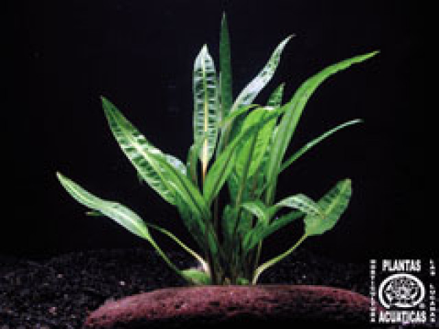 Aquariumpflanzen im Angebot - Tiere - Goldbach