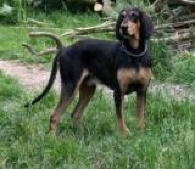 Segugio Italiano Welpen - Tiere - Eichendorf