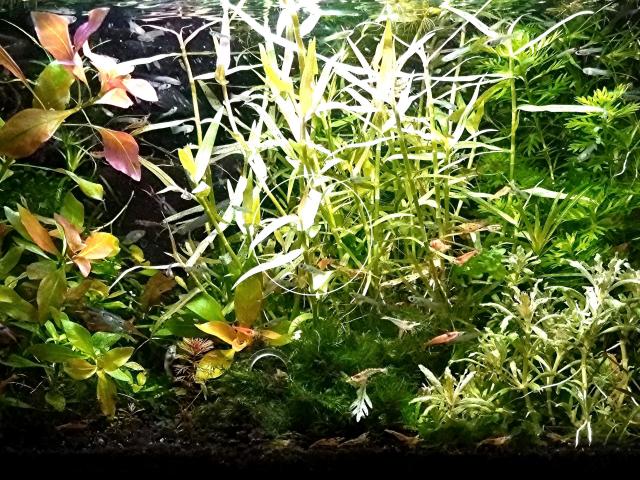 Aquarien - Bambus, RARITÄT, Aquarienpflanzen (Versand/ Abholung) - Tiere - Mechernich