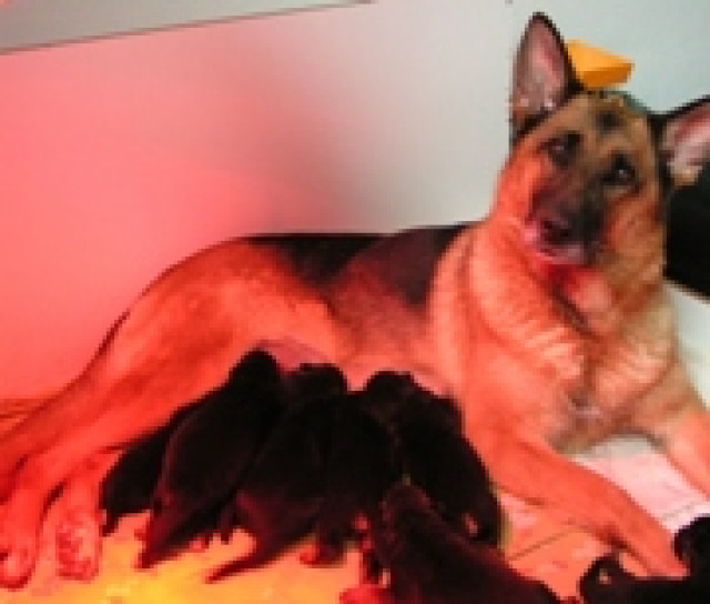 Schäferhundwelpen - Tiere - Messel