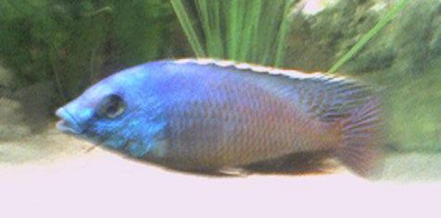 Protomelas Boaduzulu Red Ndumbi WF Zuchtpaar - Tiere - Gladbeck