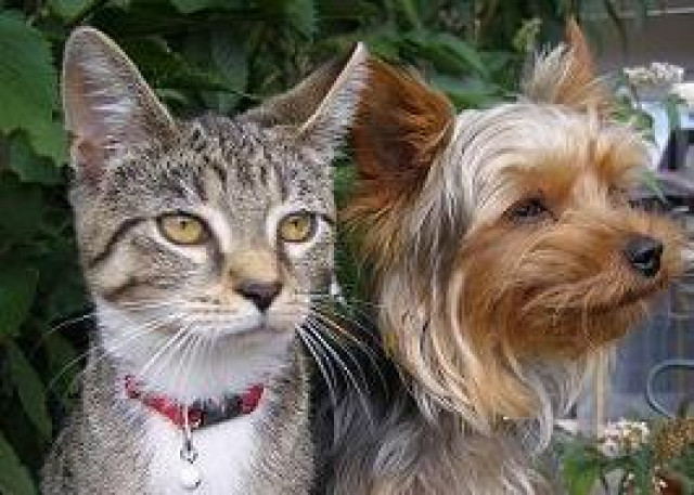 Himtierbedarf Petdomain.de - Tiere - Bünde
