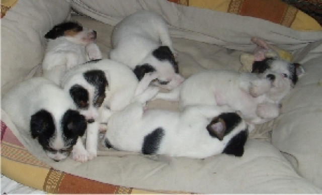 Parson Russell Terrier Welpen - Tiere - Hollenbek