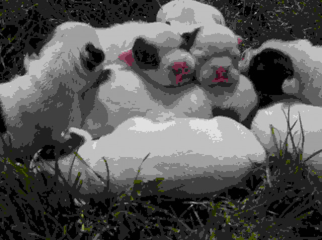 Französische Bulldoggenwelpen - Tiere - Bad Kreuznach